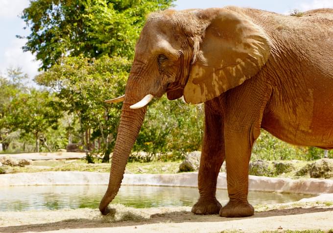 Elephant miami in zoo