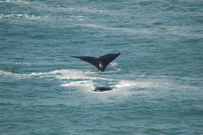 Hermanus Whale Watching