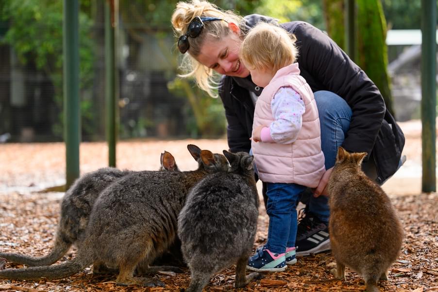 Featherdale Sydney Wildlife Park Tickets Image