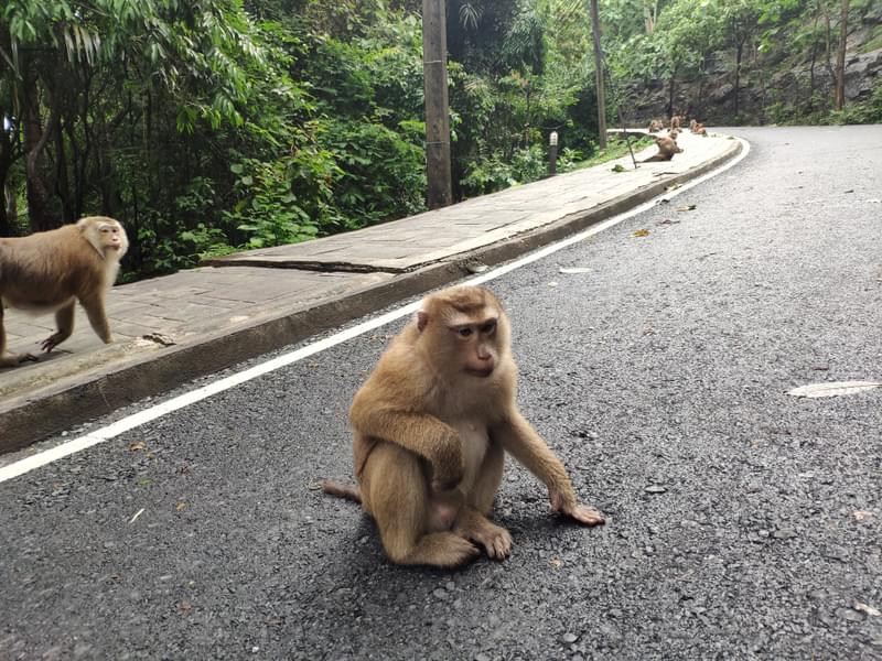 The Entrance To Monkey Hill, Phuket
