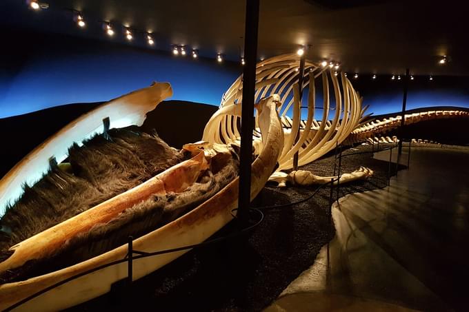 Whale Museum Reykjavik 5.jpg