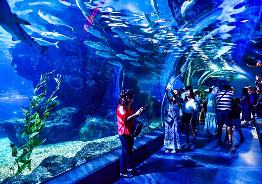 Stroll through the Ocean Tunnel and see the fascinating underwater world