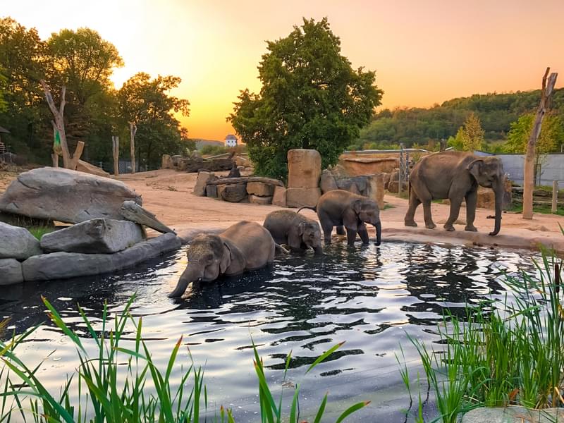 Explore Elephant Valley, home to a herd of eight Indian elephants