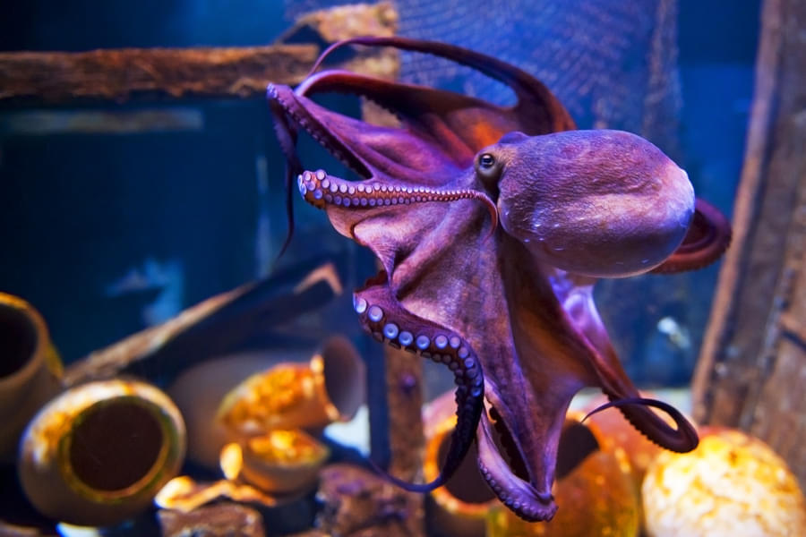 Look A purple Octopus!!