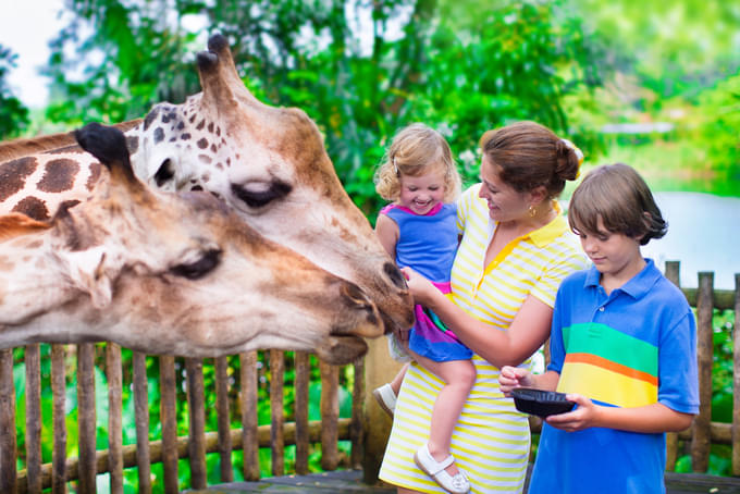 Giraffe Feeding at Singapore Zoo