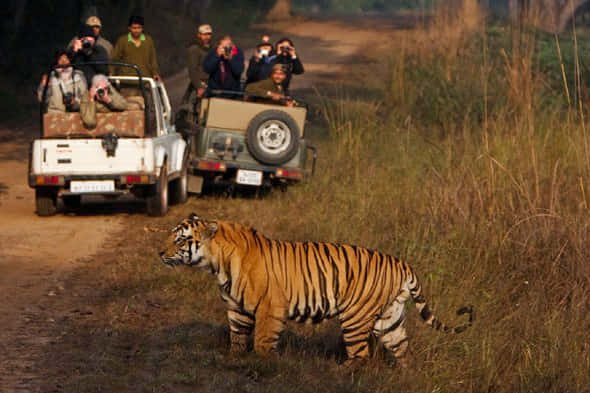 Munnar Night Safari