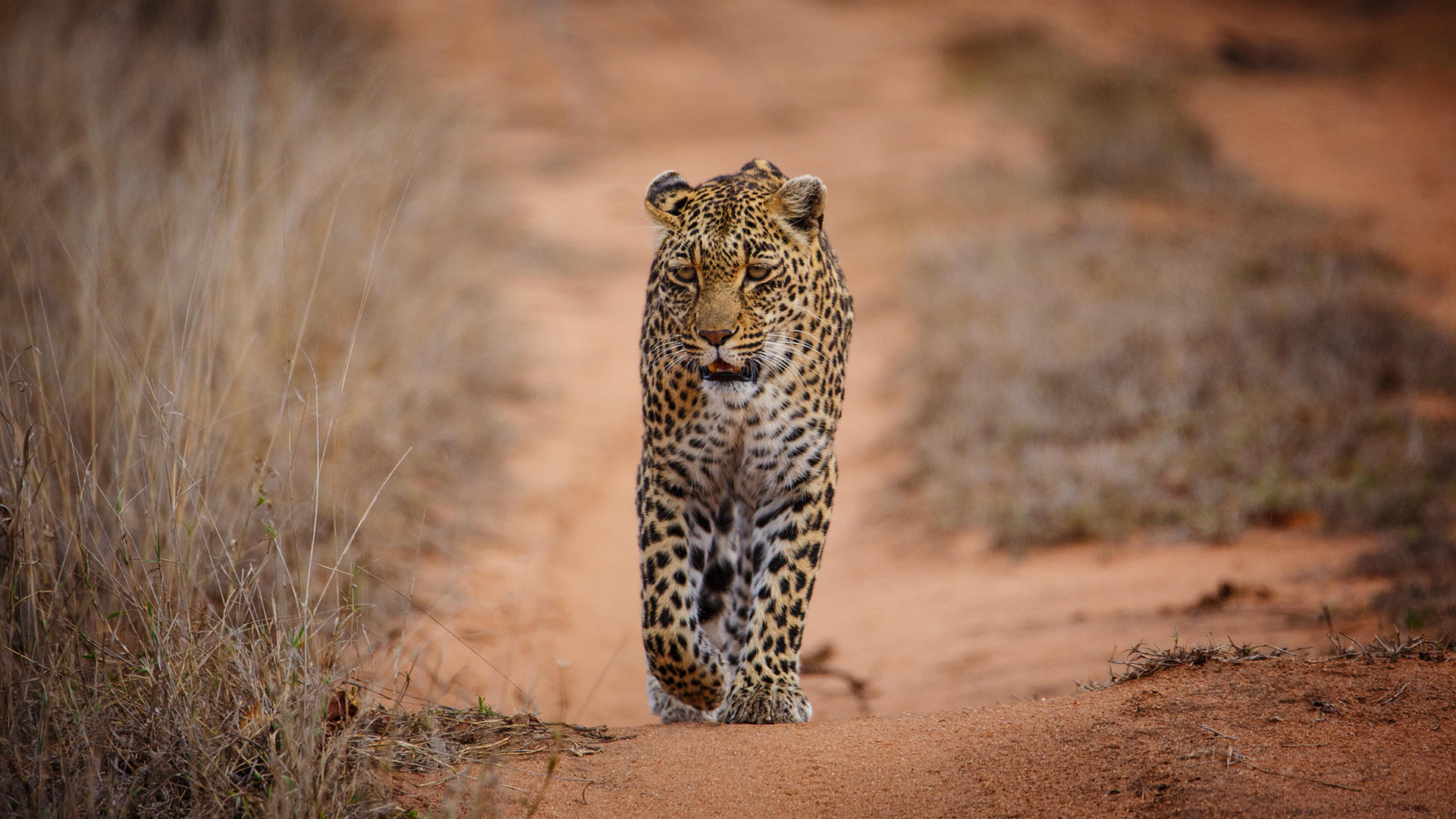 Sabi Sand Nature Reserve Overview