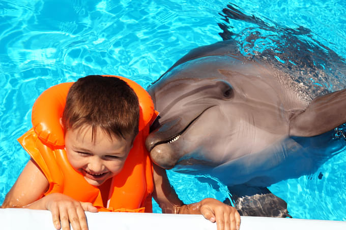 Dolphin Show Dubai