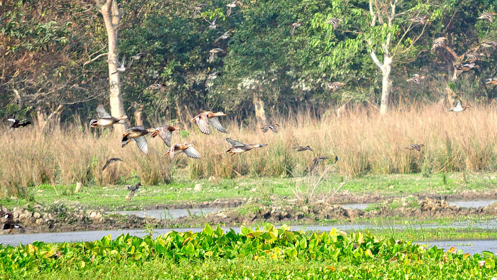 Pobitora Wildlife Sanctuary, <em>Guwahati</em>