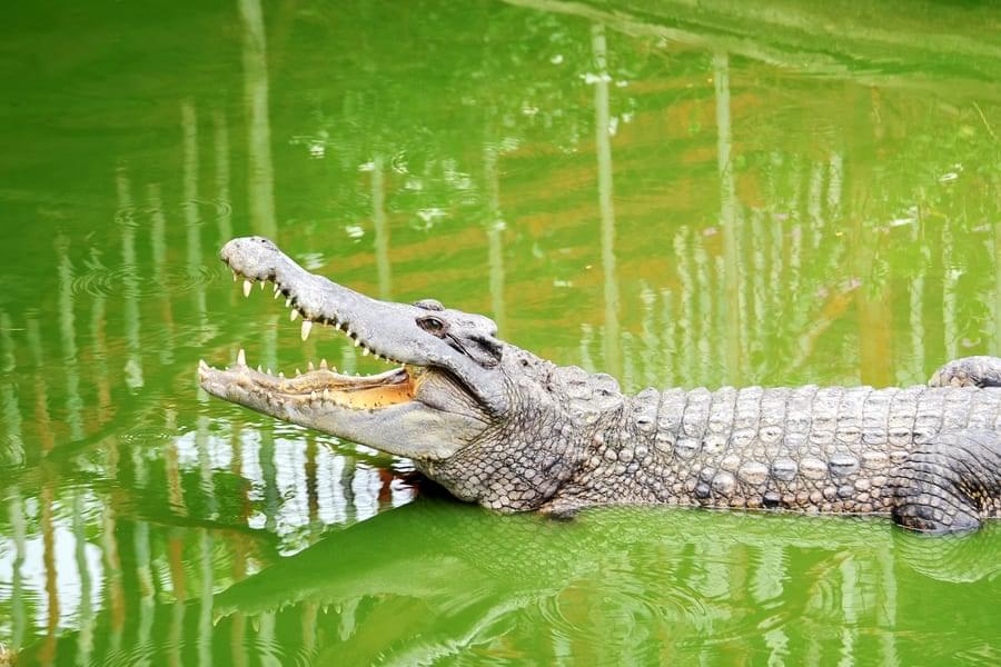 Crocodile Adventureland Langkawi Tickets Image