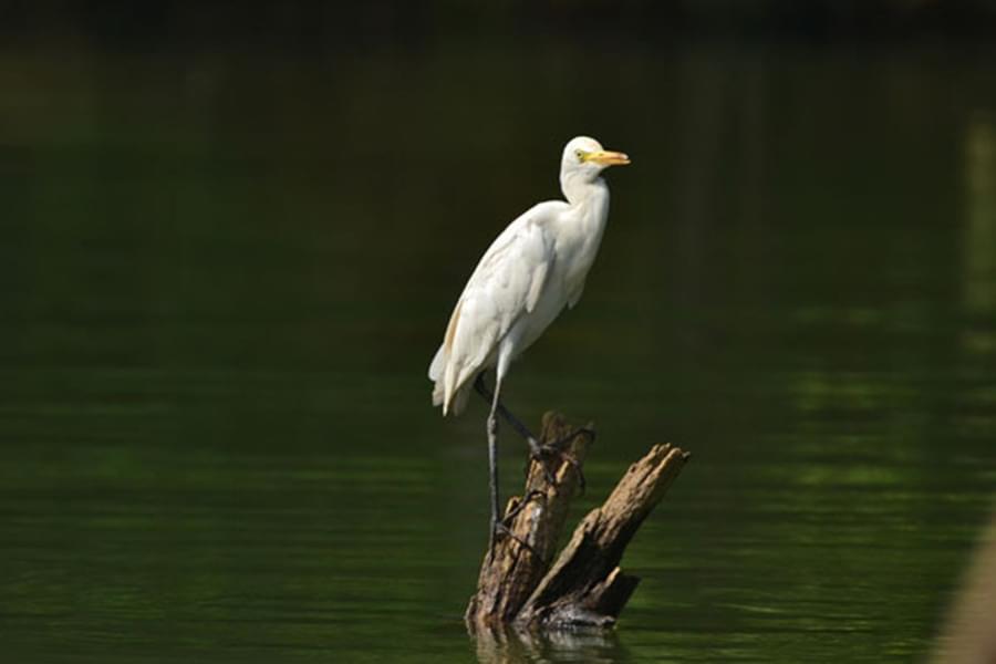 Sunrise Boating at Poovar Island Image