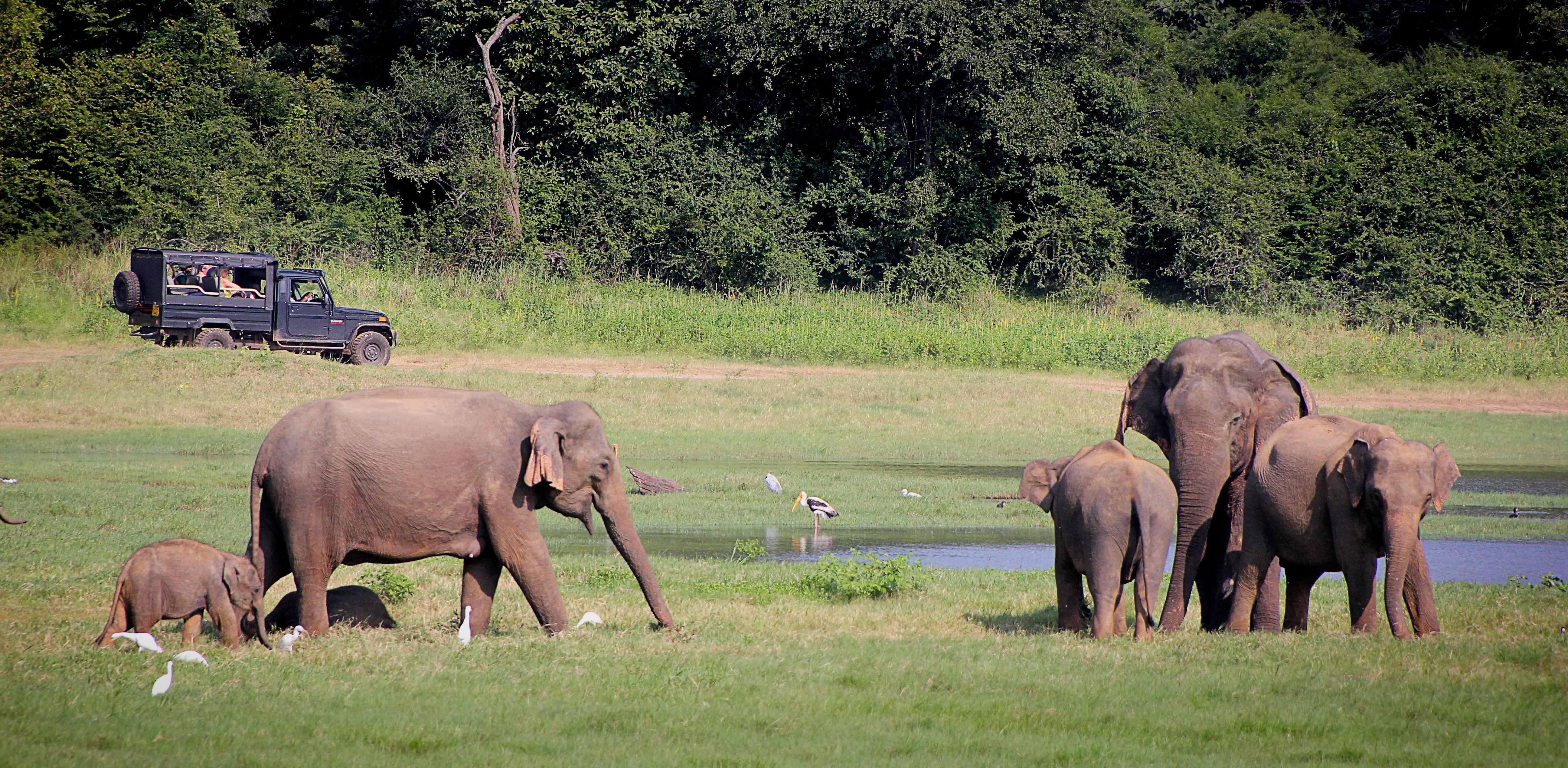 Addo Elephant National Park