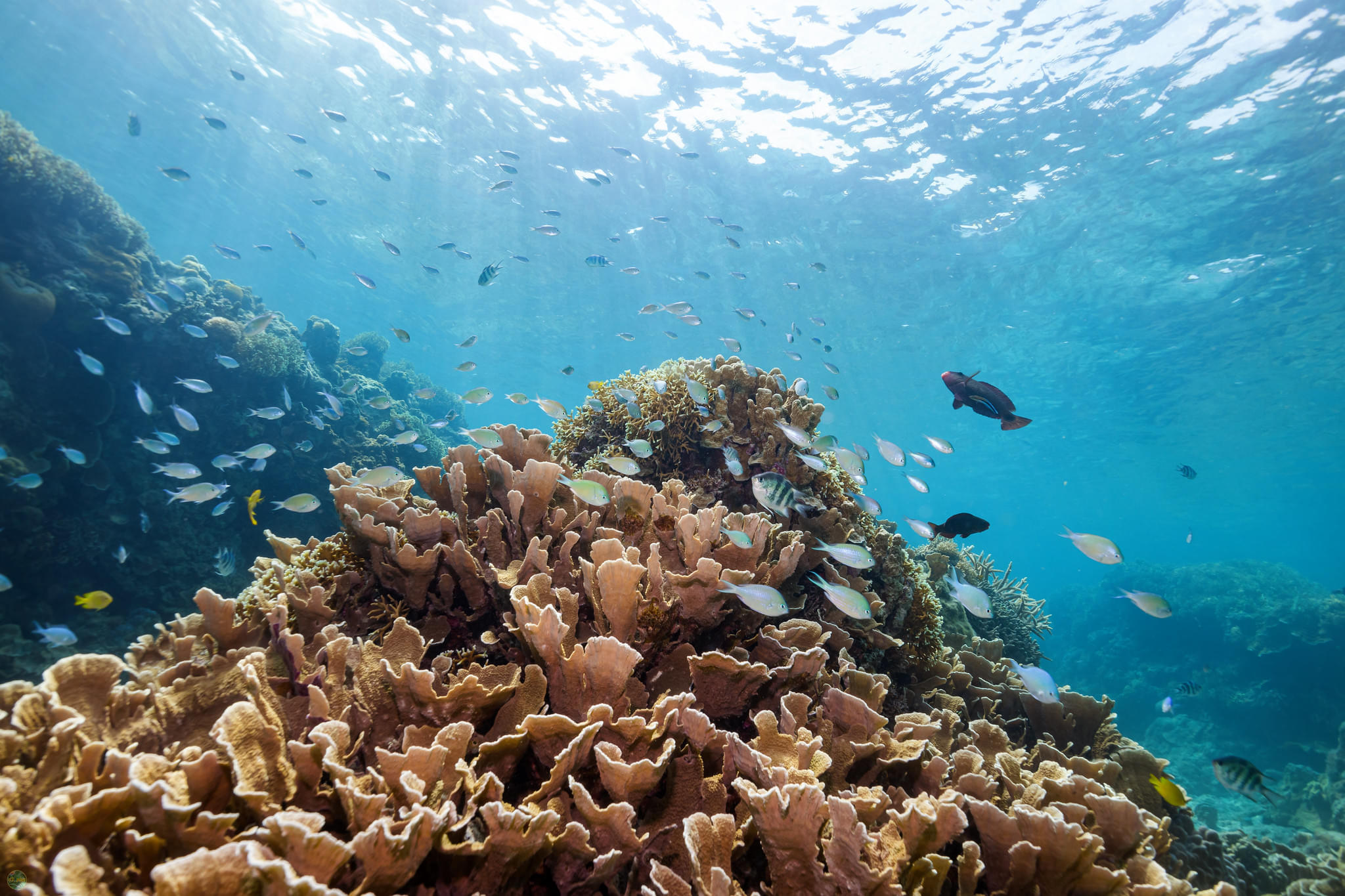 Okinawa Snorkeling Tour