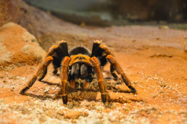 The Mexican Red Knee Tarantula 