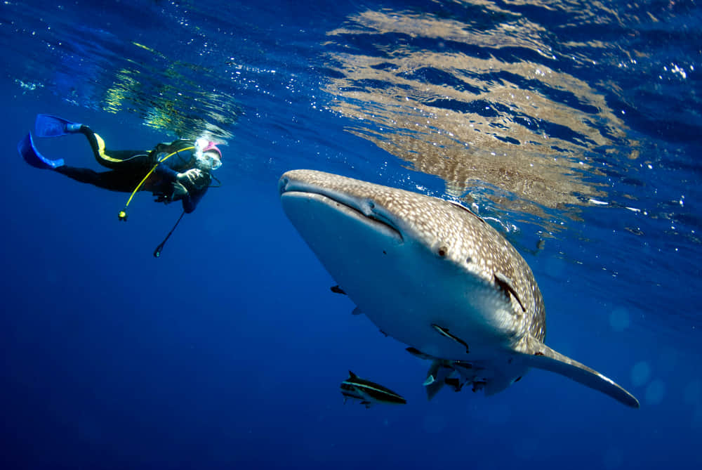 Interact with whale sharks