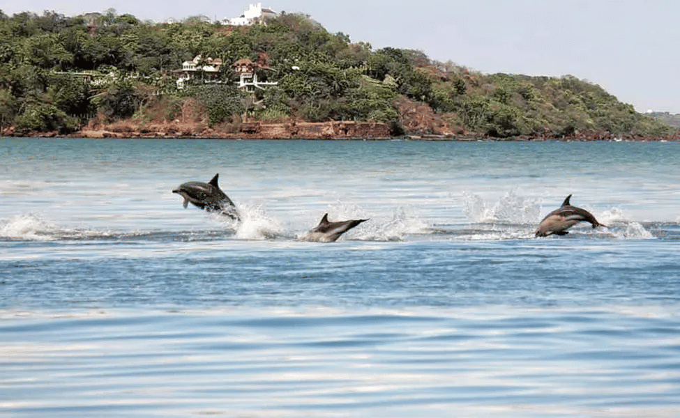 Dolphin Sighting