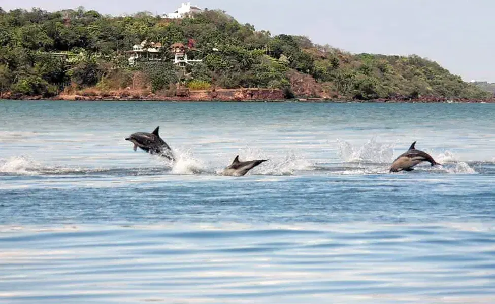 Dolphin Sighting