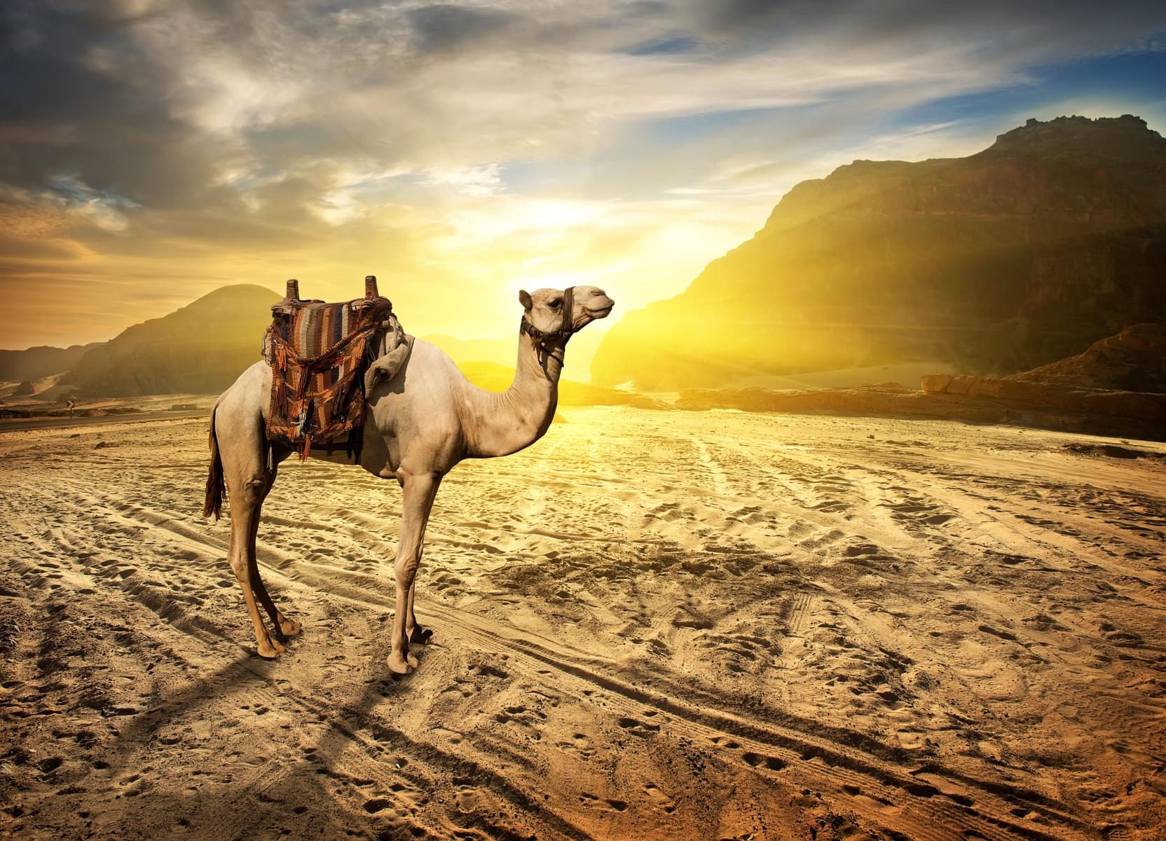 Tips for Desert Safari in Abu Dhabi