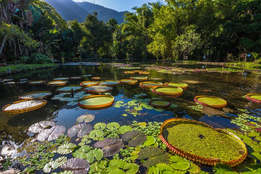 Rio de Janeiro Botanical Garden Image