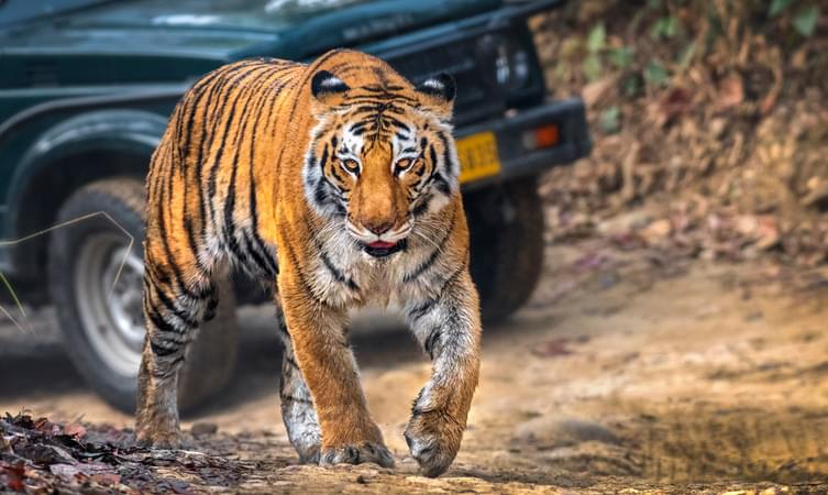 Get a chance to spot the Royal Bengal tiger in the Jeep Safari in Jim Corbett