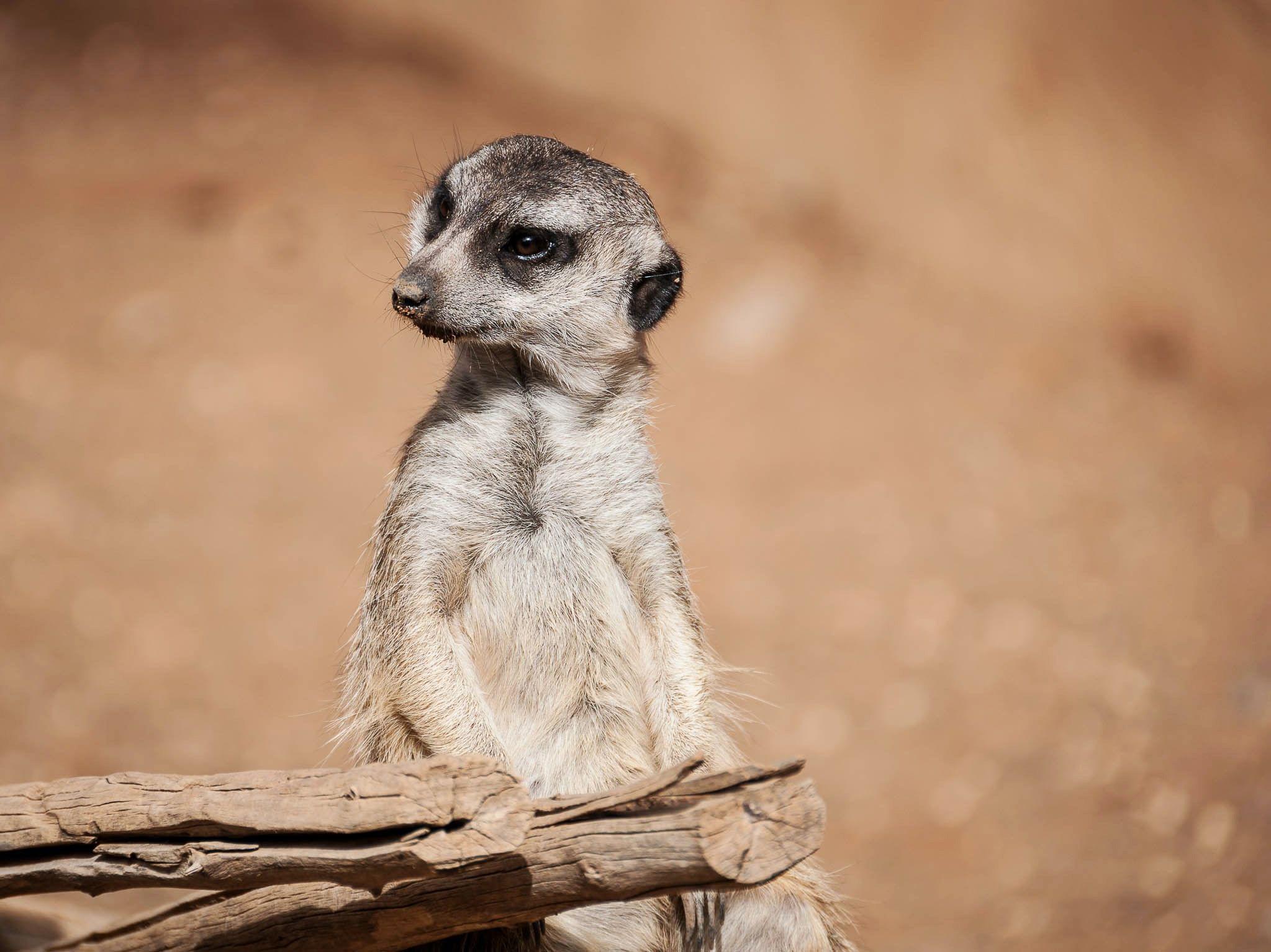 meerkat