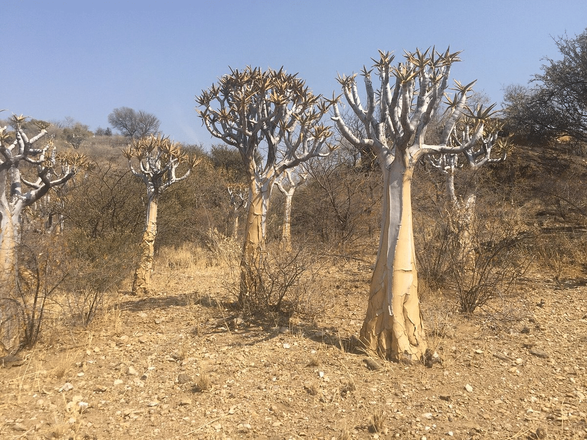 National Botanical Gardens Windhoek Overview