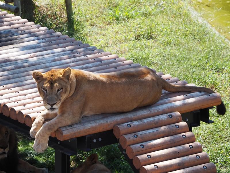Tama Zoological Park Image