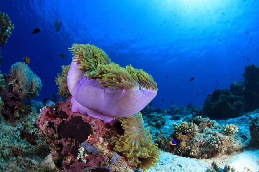 Anemone reef.jpg