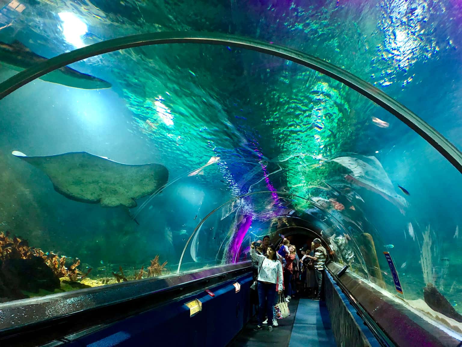 Kelly Tarltons Sea Life Aquarium Tickets, Auckland