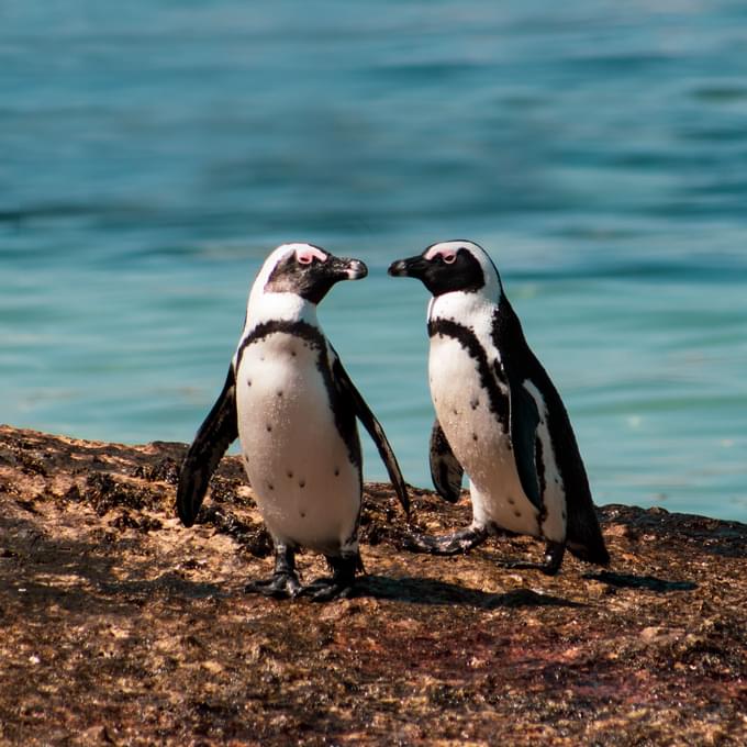 Penguin Encounter