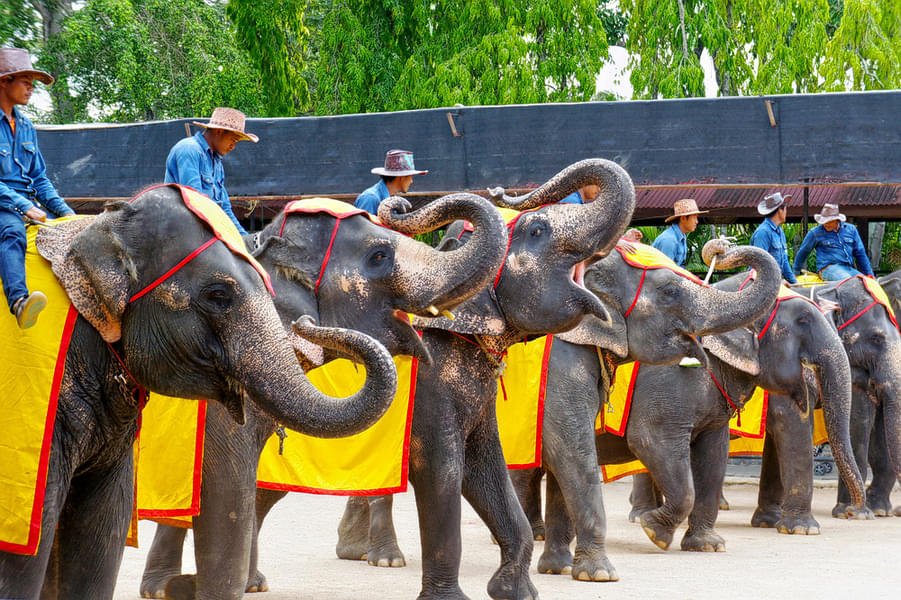 Nong Nooch Tropical Botanical Garden Tickets, Pattaya Image