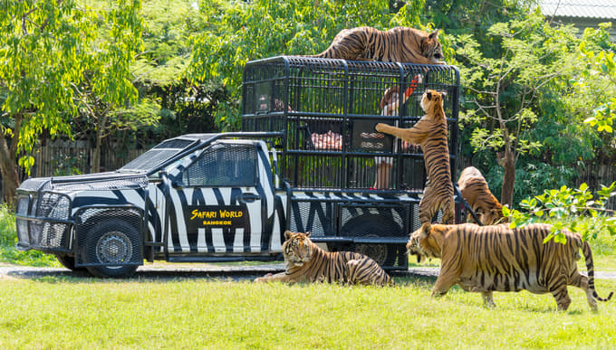Be surrounded by lions as you visit Safari Park
