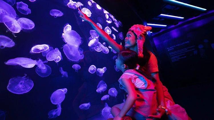 SEA Aquarium Ocean Diversity