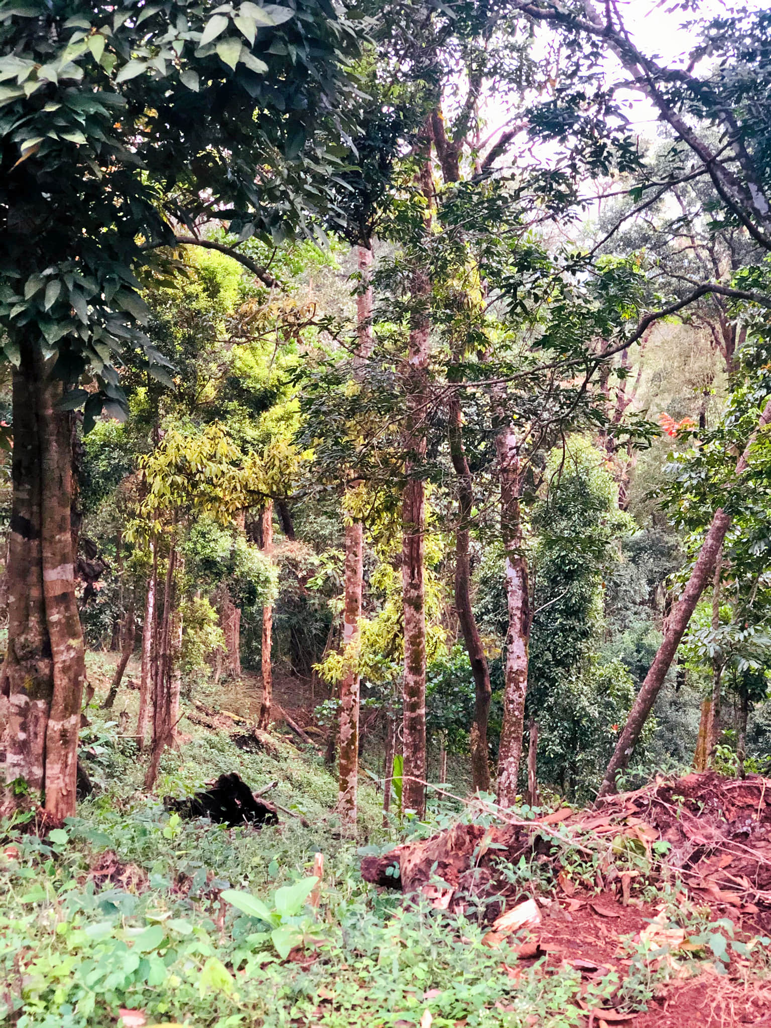 Photo from reena reena's trip