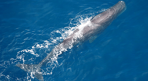 Giant Sperm Whale at Kaikoura