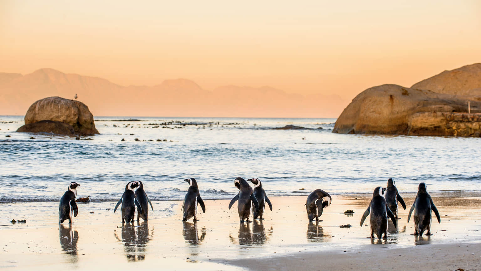 Boulders Beach, <em>Cape Town</em>