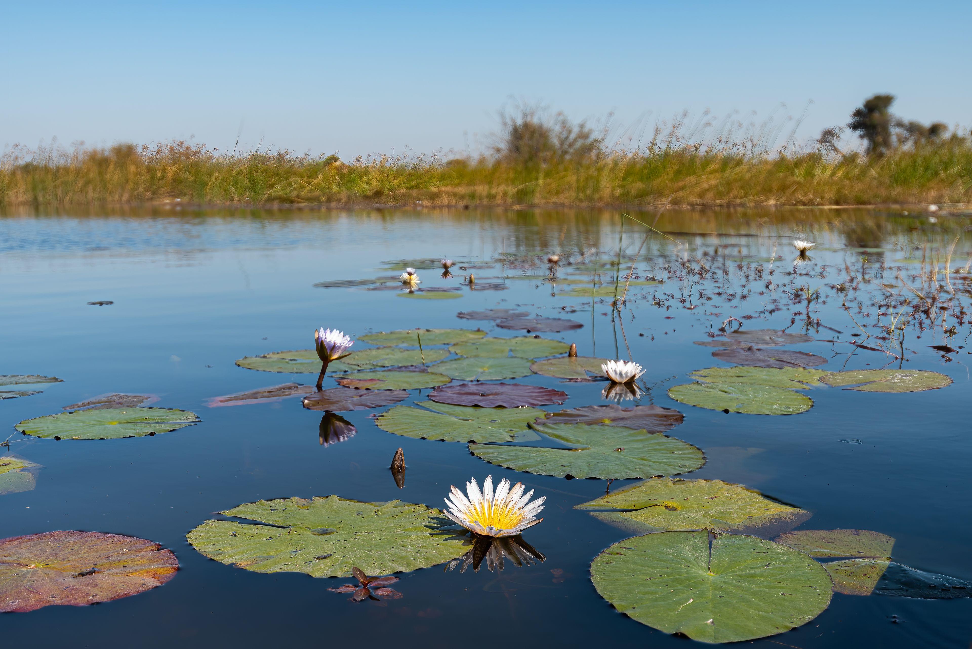 Okvango Delta