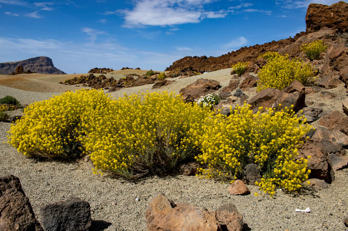 Flora at Teide Cable Car