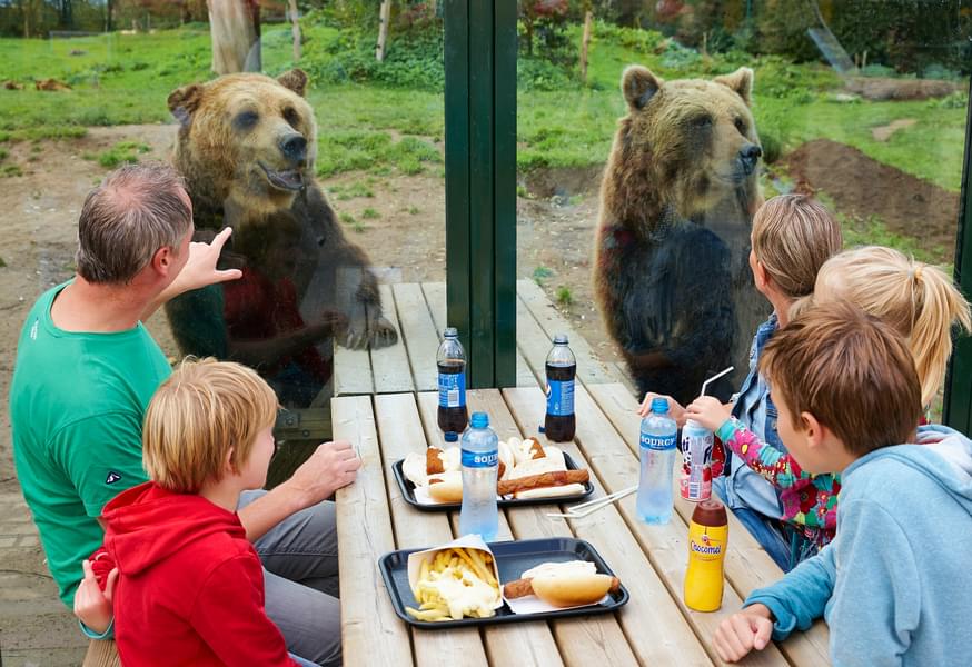 Interact with cute bears closely while exploring the zoo