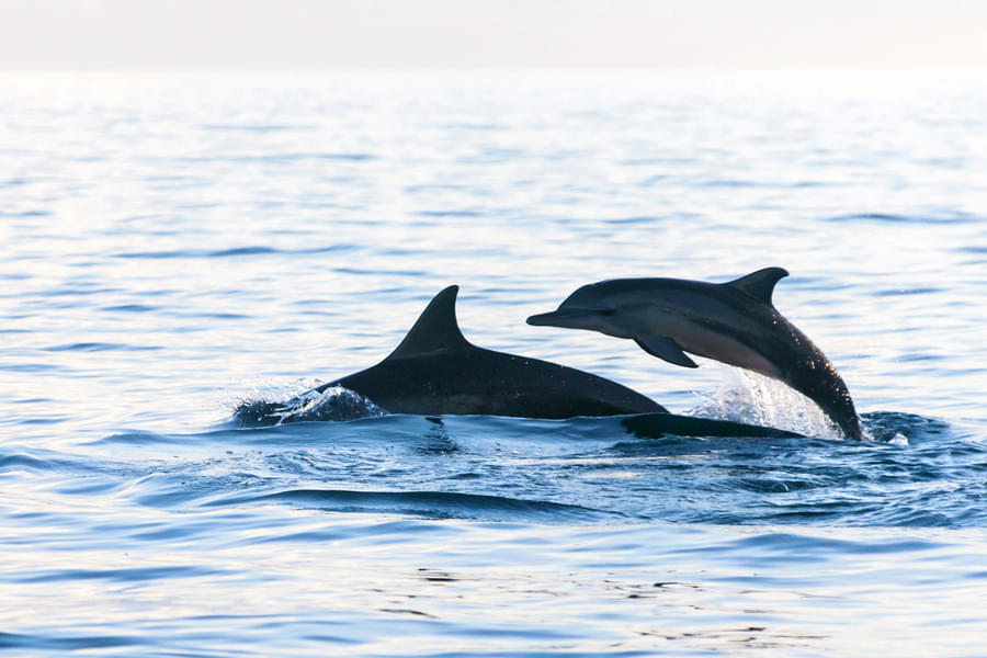 Lovina Dolphin Watching and Snorkeling Tour Image