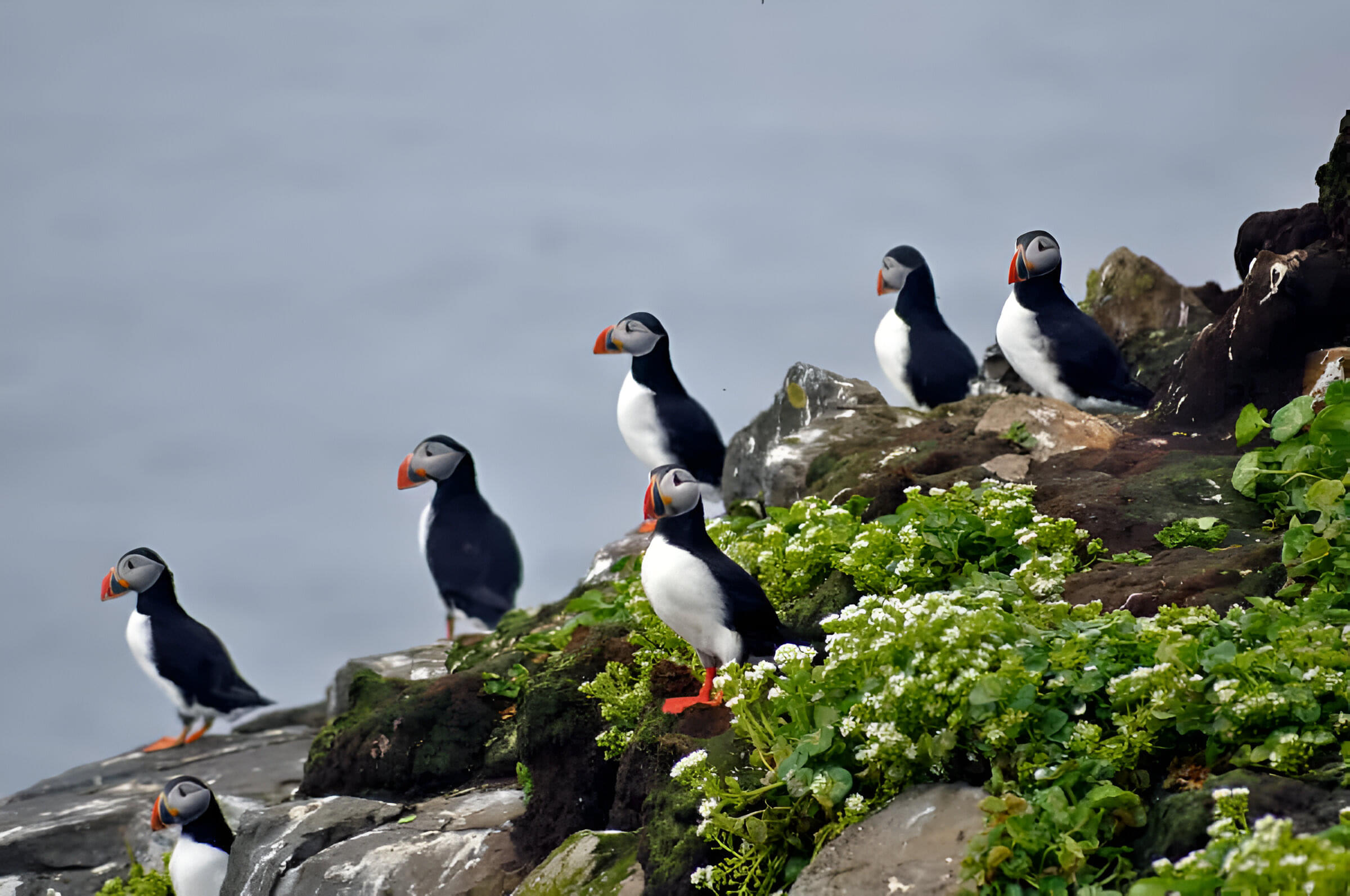 Visit the Puffin Colonies