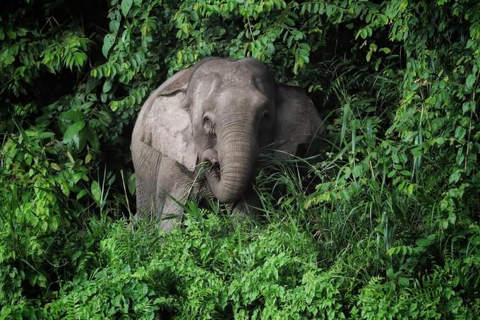 The Asian Elephants