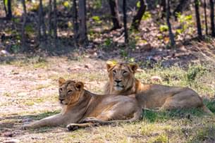 Feel the excitement of encountering wild lions up close