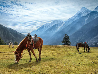 Experience the Luxury of Kashmir | FREE Excursion to Aru Valley Day 1