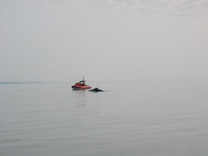 Quebec Whale Watching