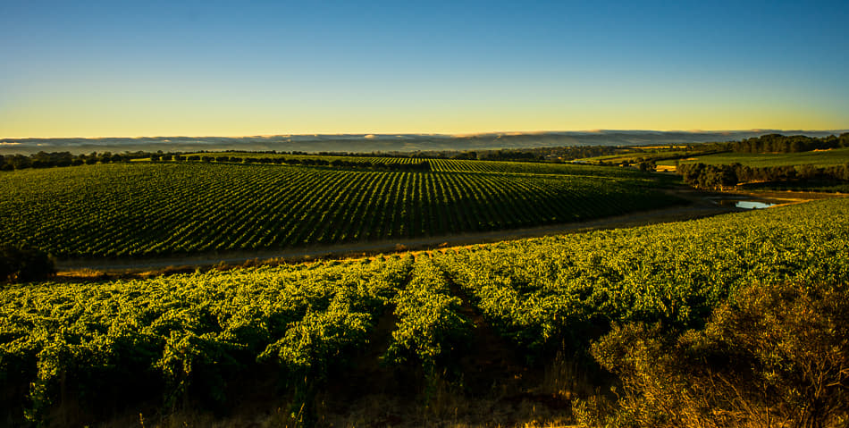 McLaren Vale Overview