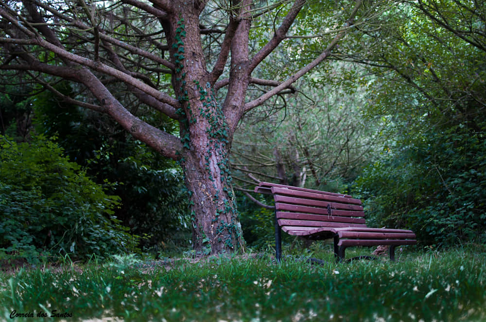 Parque da Cidade do Porto