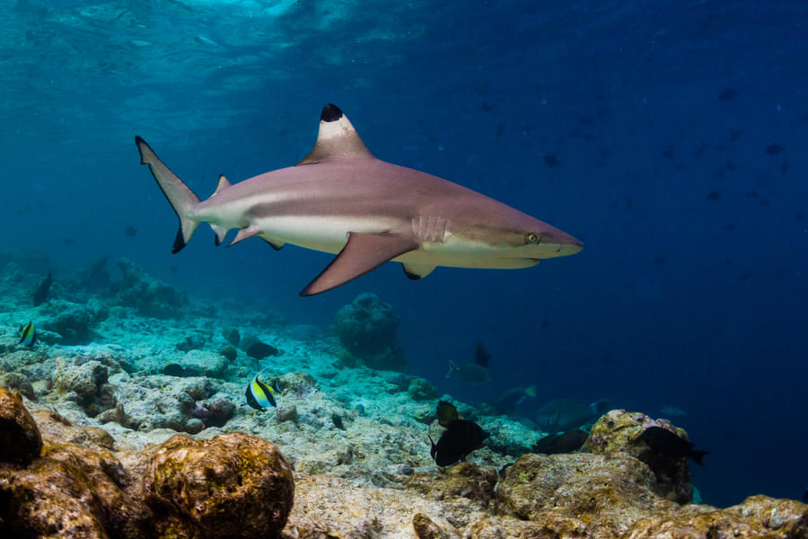 Find Blacktip reef shark which is the most abundant sharks in coral reefs