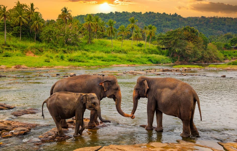 Exotic Sri Lanka | Couple Special Image