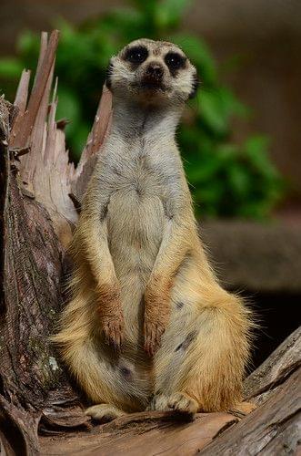 Meerkat in Mitchell Park Zoo